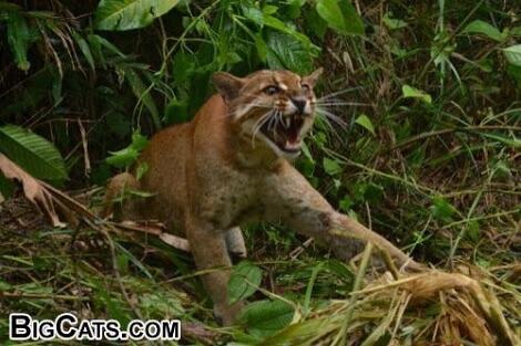 Kucing merah. hewan eksotis endemik indonesia
