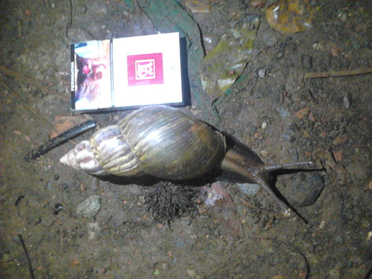 Bekicot Raksasa (giant Snail)