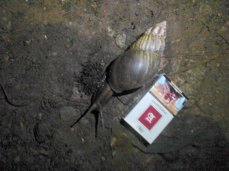 Bekicot Raksasa (giant Snail)