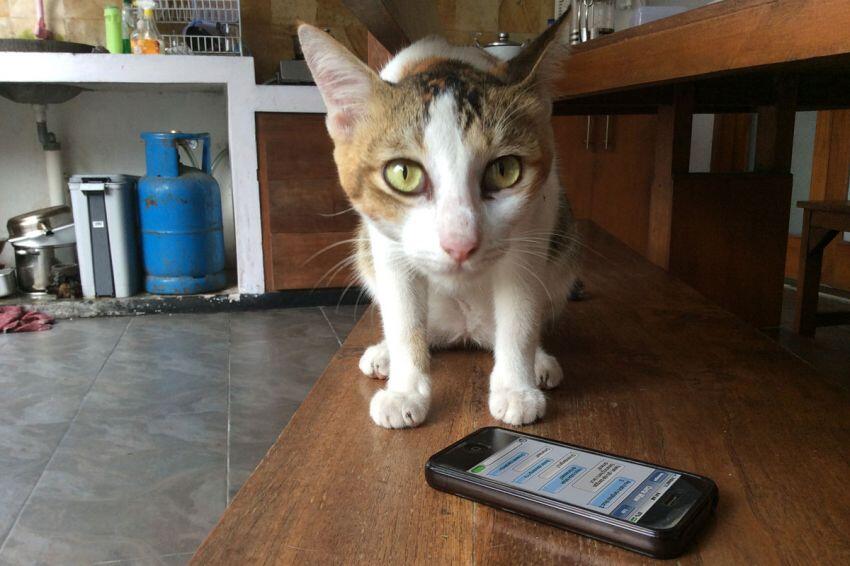 Kejadian Kocak Kalau Kucing Bisa SMS-an Sama Kamu