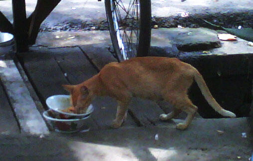 4 Cara Kucing Kampung Indonesia Mencari Makanan Untuk Bertahan Hidup