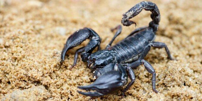 7 Fakta Tentang Kalajengking