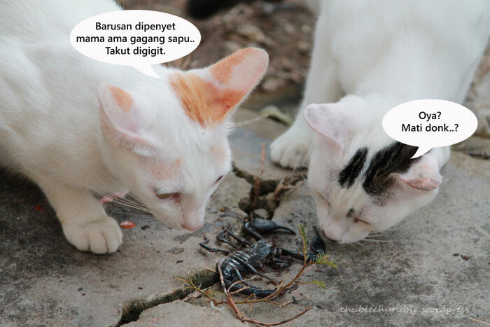 7 Fakta Tentang Kalajengking