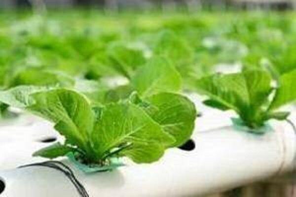 GO Green with Hidroponik!!!