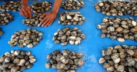 Mencari Kerang dan Berbagai Aktivitas Lain Masyarakat Pesisir Saat Air Laut Surut