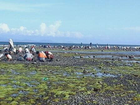 Mencari Kerang dan Berbagai Aktivitas Lain Masyarakat Pesisir Saat Air Laut Surut