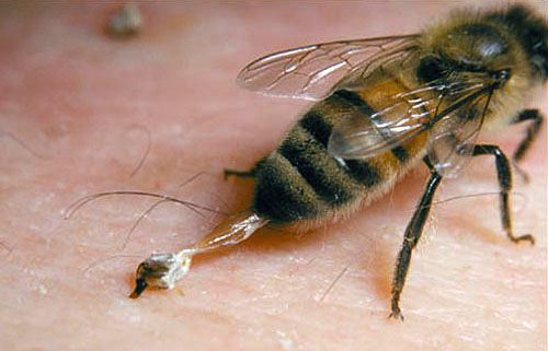 Apakah Hewan Bisa Menangis dan Mengapa Lebah Madu Bunuh Diri?