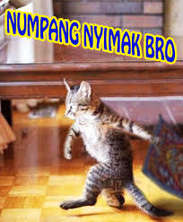 Kucing nyimak gan 