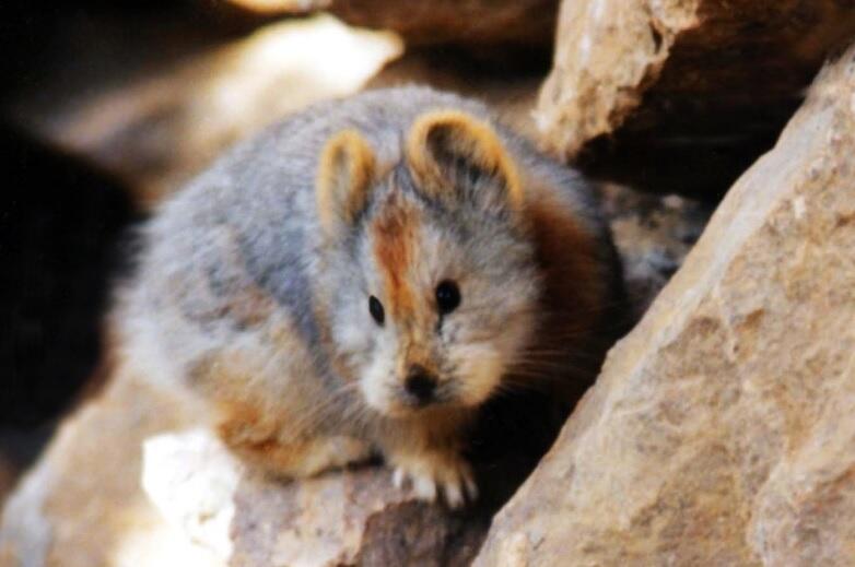 Pika yang Imut Terancam Punah