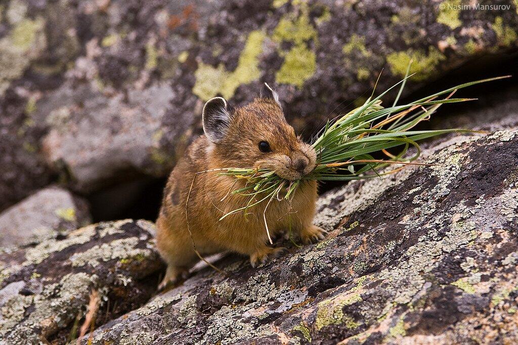 Pika yang Imut Terancam Punah