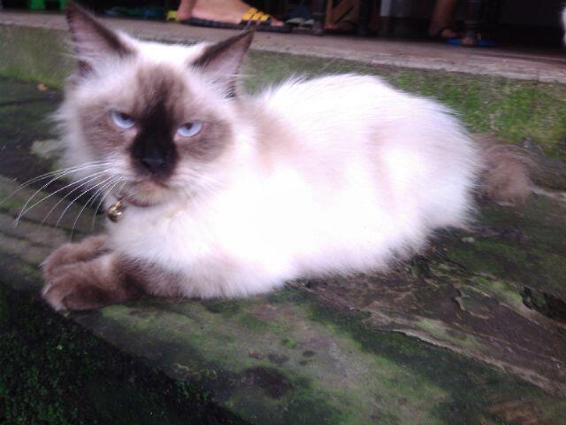 KUCING ANE HILANG..
