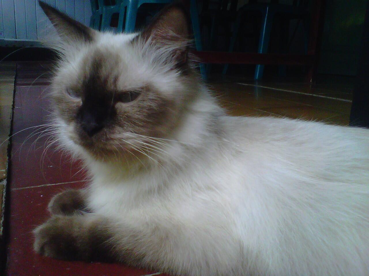 KUCING ANE HILANG..