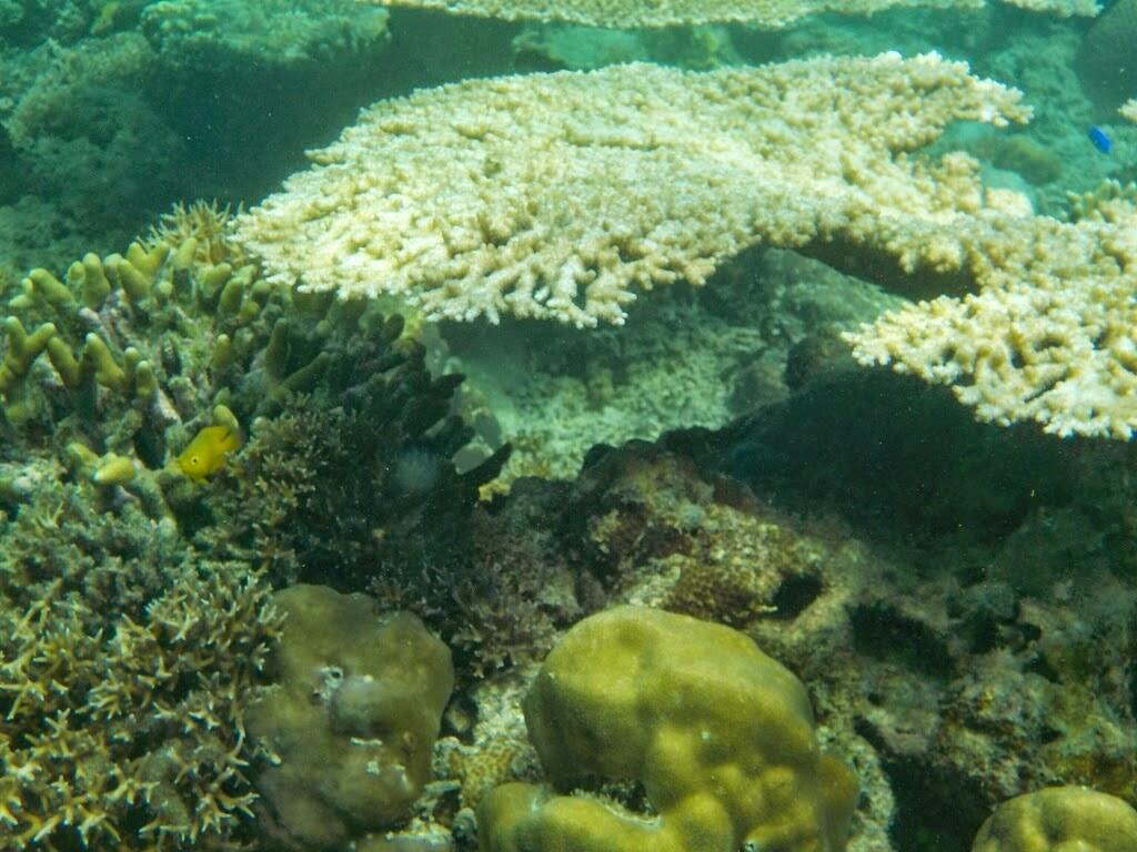 Teluk Biru, Tersembunyi Surga Bawah Laut di Banyuwangi