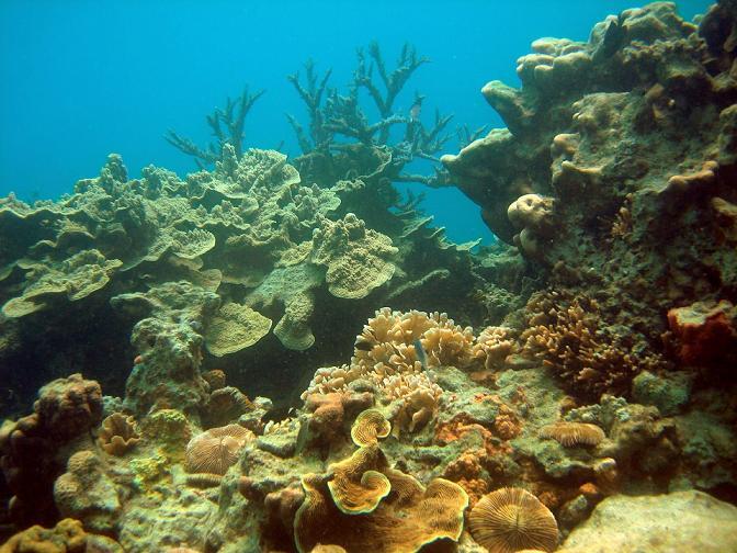 Teluk Biru, Tersembunyi Surga Bawah Laut di Banyuwangi