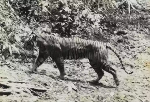Benarkah Harimau jawa telah punah??