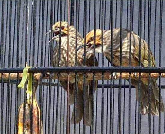 Sepasang cucak rowo rovel siap ternak