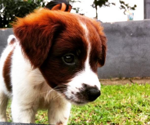 Anjing Kampung Mongrel Mix Breed Campuran Silangan Lover S Part