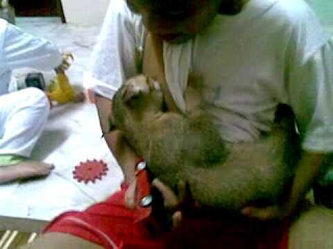 Dada Terbuka, Wanita Ini Serang Polisi dengan ASI