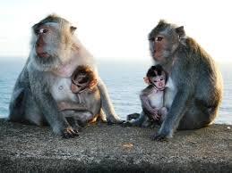 Dada Terbuka, Wanita Ini Serang Polisi dengan ASI