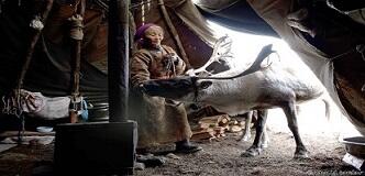 Mengintip Kehidupan Penduduk Mongolia yang Hidup Bersama Rusa