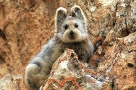 Ili Pika “Kelinci Ajaib” Tiongkok Terancam Punah