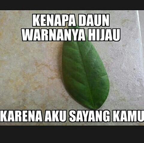 Kumpulan Meme Karena Aku Sayang Kamu