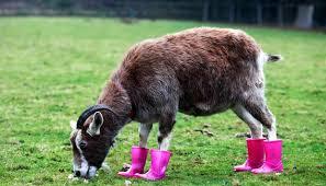 Tentang Kambing