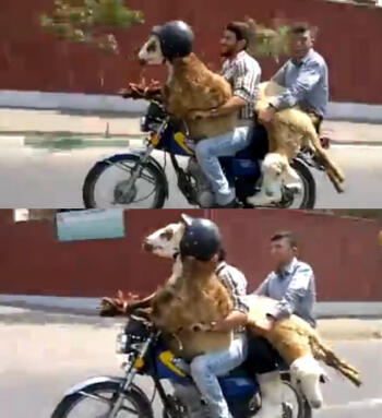Tentang Kambing