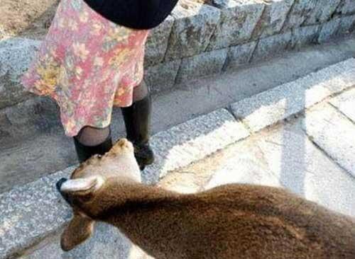 Tentang Kambing