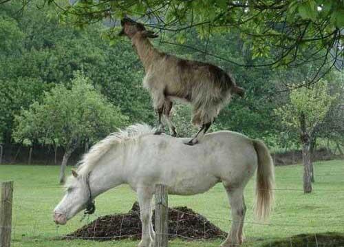 Tentang Kambing
