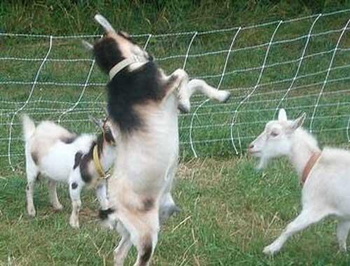 Tentang Kambing