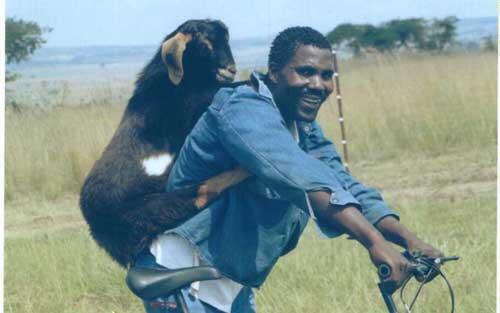 Tentang Kambing