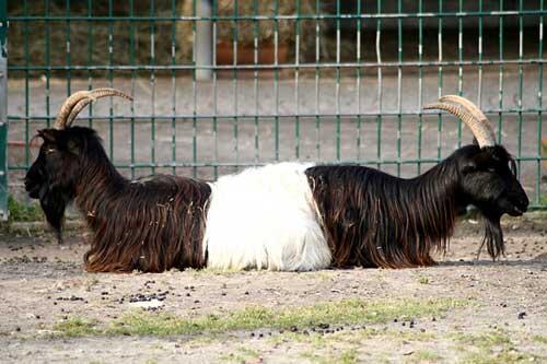 Tentang Kambing