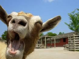 Tentang Kambing
