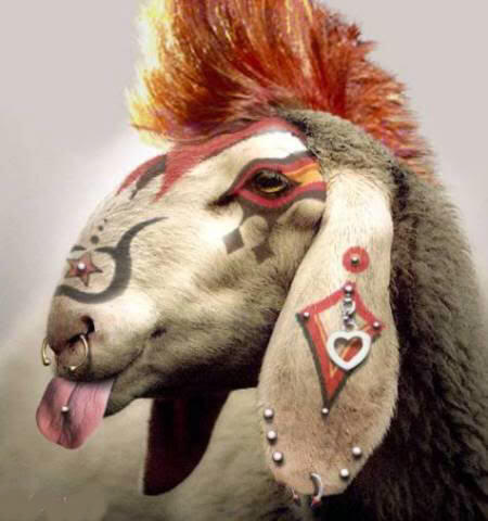 Tentang Kambing