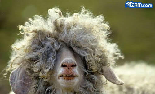 Tentang Kambing