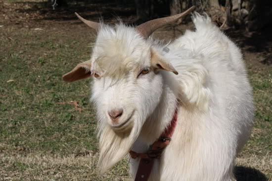 Tentang Kambing