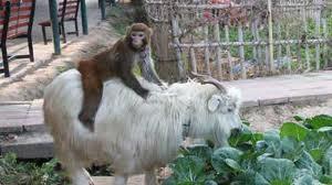 Tentang Kambing
