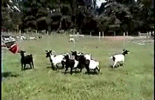 Tentang Kambing