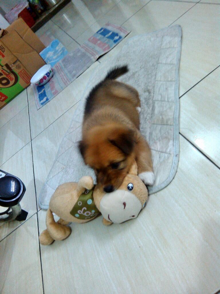Anjing siap adopsi. Bandung
