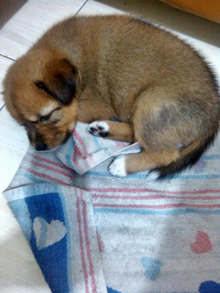 Anjing siap adopsi. Bandung
