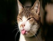 Kucing2 Nakal (Jangan Ditiru Gan!!)