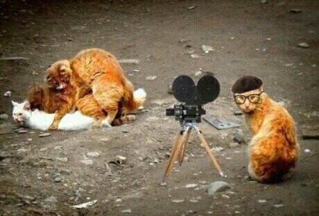 Kucing2 Nakal (Jangan Ditiru Gan!!)