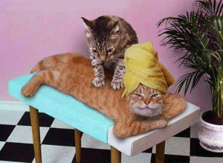 Kucing2 Nakal (Jangan Ditiru Gan!!)