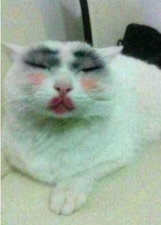 Kucing2 Nakal (Jangan Ditiru Gan!!)