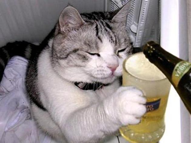 Kucing2 Nakal (Jangan Ditiru Gan!!)