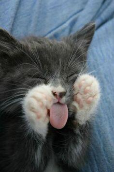 Kucing2 Nakal (Jangan Ditiru Gan!!)