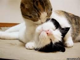Kucing2 Nakal (Jangan Ditiru Gan!!)