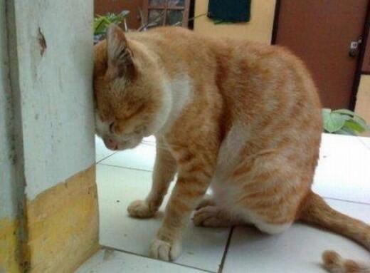 Kucing2 Nakal (Jangan Ditiru Gan!!)