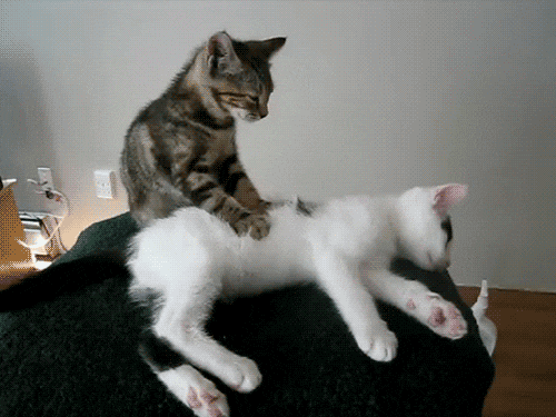 Kucing2 Nakal (Jangan Ditiru Gan!!)